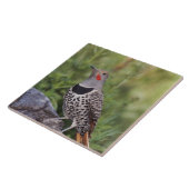 Nord-Flicker, Colaptes auratus, rot-haftet Fliese (Seite)