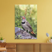 Nord-Flicker, Colaptes auratus, rot-haftet Leinwanddruck (Insitu (Wohnzimmer))