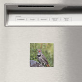 Nord-Flicker, Colaptes auratus, rot-haftet Magnet (In Situ (Geschirrspüler))