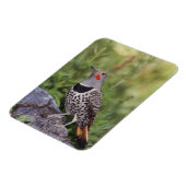 Nord-Flicker, Colaptes auratus, rot-haftet Magnet (Linke Seite)