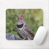 Nord-Flicker, Colaptes auratus, rot-haftet Mousepad (Mit Mouse)