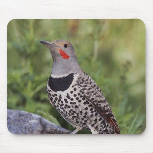 Nord-Flicker, Colaptes auratus, rot-haftet Mousepad (Vorne)