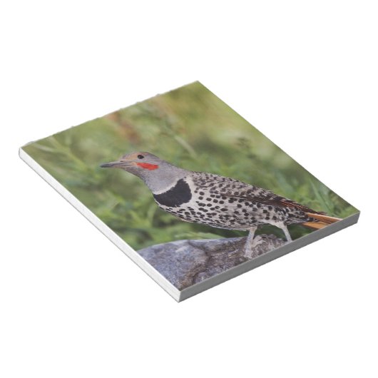 Nord-Flicker, Colaptes auratus, rot-haftet Notizblock (angewinkelt)