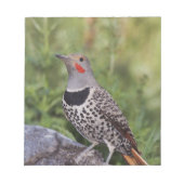Nord-Flicker, Colaptes auratus, rot-haftet Notizblock (Vorderseite)