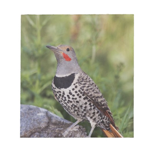 Nord-Flicker, Colaptes auratus, rot-haftet Notizblock (Vorderseite)