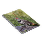 Nord-Flicker, Colaptes auratus, rot-haftet Notizblock (Rechte Seite)