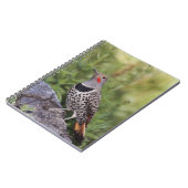 Nord-Flicker, Colaptes auratus, rot-haftet Notizblock (Linke Seite)