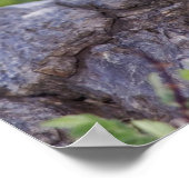 Nord-Flicker, Colaptes auratus, rot-haftet Poster (Ecke)