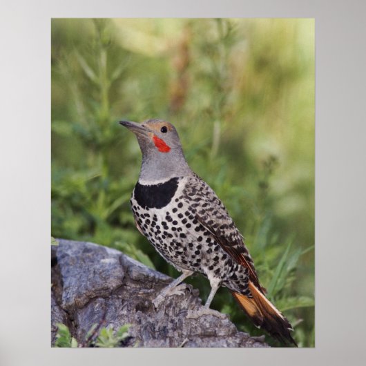 Nord-Flicker, Colaptes auratus, rot-haftet Poster (Vorne)