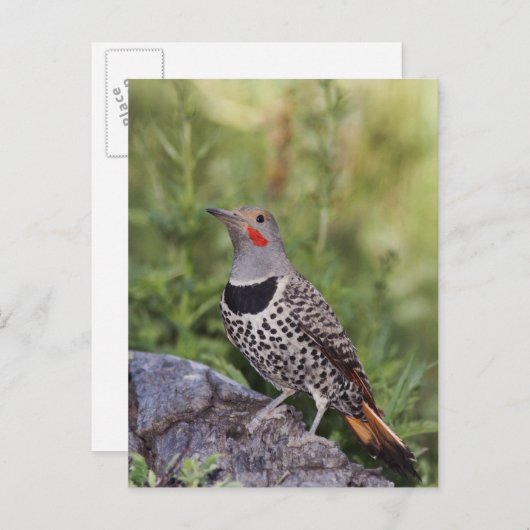 Nord-Flicker, Colaptes auratus, rot-haftet Postkarte (Vorne/Hinten)