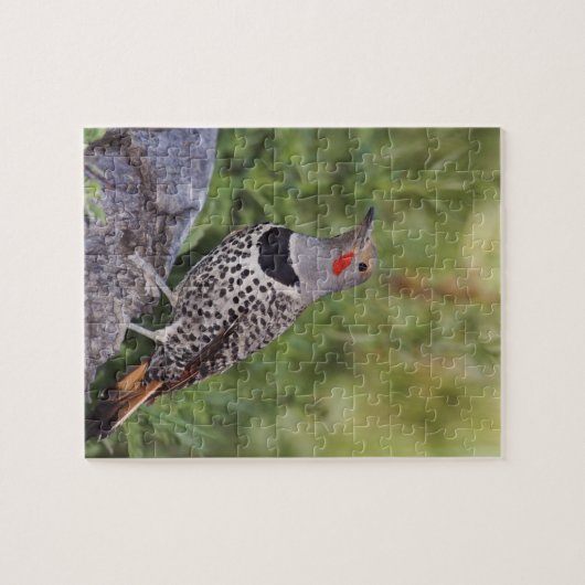 Nord-Flicker, Colaptes auratus, rot-haftet Puzzle (Horizontal)