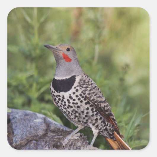 Nord-Flicker, Colaptes auratus, rot-haftet Quadratischer Aufkleber (Vorderseite)