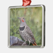 Nord-Flicker, Colaptes auratus, rot-haftet Silbernes Ornament (Links)