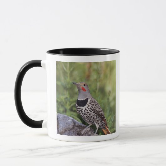 Nord-Flicker, Colaptes auratus, rot-haftet Tasse (Links)