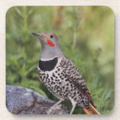 Nord-Flicker, Colaptes auratus, rot-haftet Untersetzer (Vorderseite)