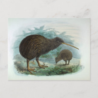 Nord Island Brown Kiwi Vintag Bird Illustration Postkarte