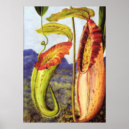 Nord - Nepenthes Iana 1876 Poster