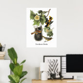Nord-Oriole, John Audubon Poster (Heimbüro)