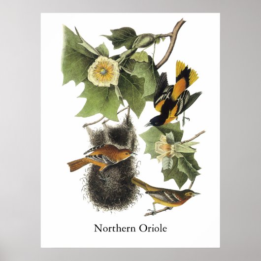 Nord-Oriole, John Audubon Poster (Vorne)