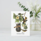 Nord-Oriole, John Audubon Postkarte (Stehend Vorderseite)