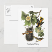 Nord-Oriole, John Audubon Postkarte (Vorne/Hinten)