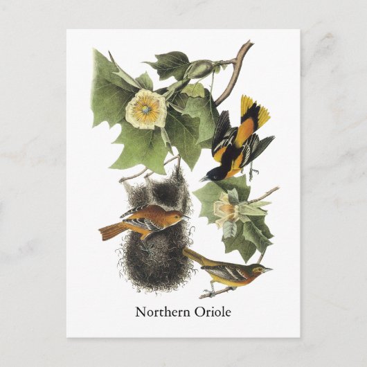 Nord-Oriole, John Audubon Postkarte (Vorderseite)