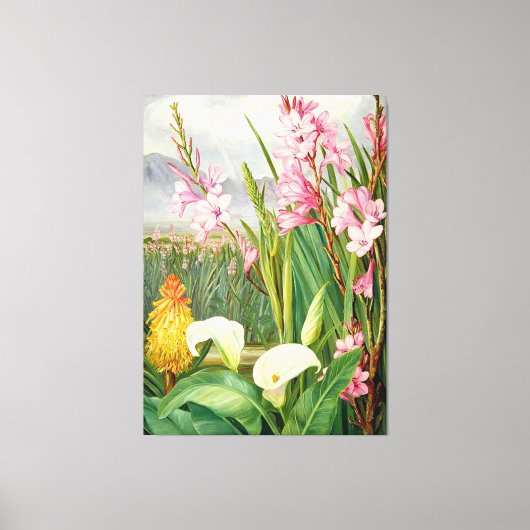 Nord - Schönheiten der Sümpfe, botanische Kunst, Leinwanddruck (Vorderseite)