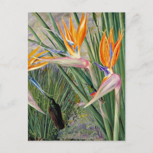 Nord - Strelitzia und Zucker, Südafrika, Postkarte