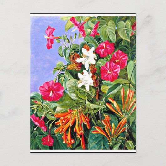 Nord - Wildblumen in Morro Velho, Brasilien Postkarte (Vorderseite)