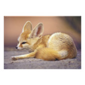 Nordafrika. Fennec Fennecus zerda) Fotodruck (Vorne)