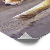 Nordafrika. Fennec Fennecus zerda) Poster (Ecke)
