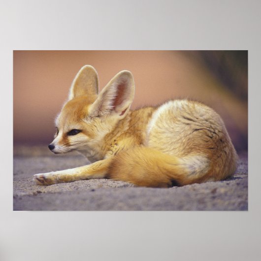 Nordafrika. Fennec Fennecus zerda) Poster (Vorne)