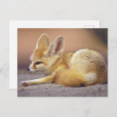 Nordafrika. Fennec Fennecus zerda) Postkarte (Vorne/Hinten)