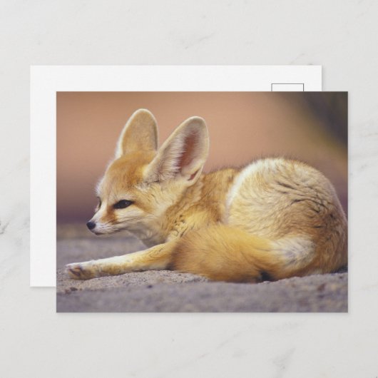 Nordafrika. Fennec Fennecus zerda) Postkarte (Vorne/Hinten)