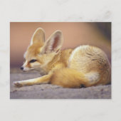 Nordafrika. Fennec Fennecus zerda) Postkarte (Vorderseite)