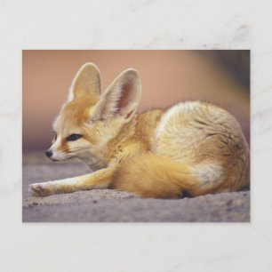 Nordafrika. Fennec Fennecus zerda) Postkarte