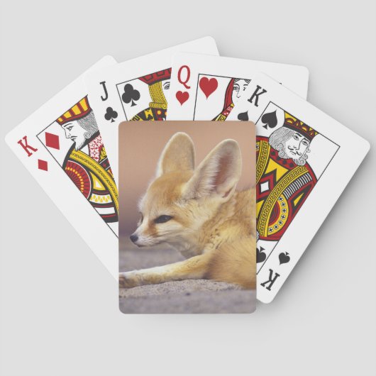 Nordafrika. Fennec Fennecus zerda) Spielkarten (Rückseite)