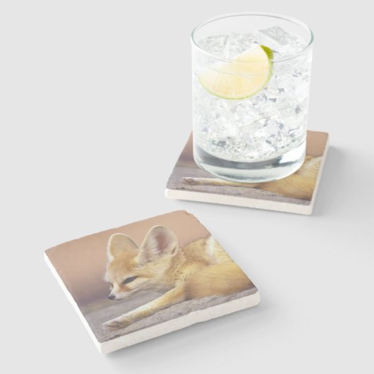 Nordafrika. Fennec Fennecus zerda) Steinuntersetzer (Seitenansicht)