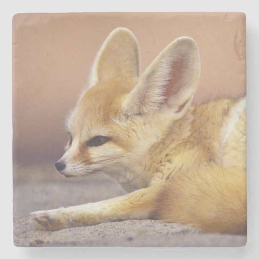 Nordafrika. Fennec Fennecus zerda) Steinuntersetzer (Vorderseite)