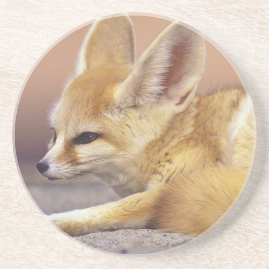 Nordafrika. Fennec Fennecus zerda) Untersetzer (Vorne)