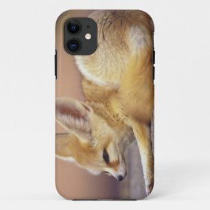 Nordafrika. Fennek Fennecus zerda) Case-Mate iPhone Hülle