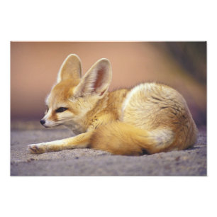 Nordafrika. Fennek (Fennecus zerda) Fotodruck