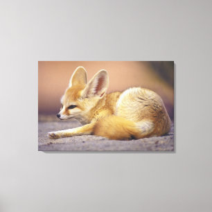 Nordafrika. Fennek (Fennecus zerda) Leinwanddruck