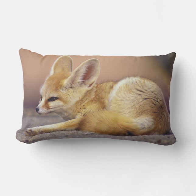 Nordafrika. Fennek (Fennecus zerda) Lendenkissen (Vorderseite)