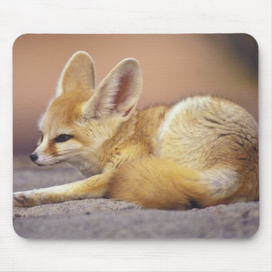 Nordafrika. Fennek (Fennecus zerda) Mousepad (Vorne)