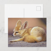 Nordafrika. Fennek (Fennecus zerda) Postkarte (Vorne/Hinten)