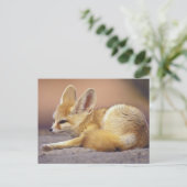 Nordafrika. Fennek (Fennecus zerda) Postkarte (Stehend Vorderseite)