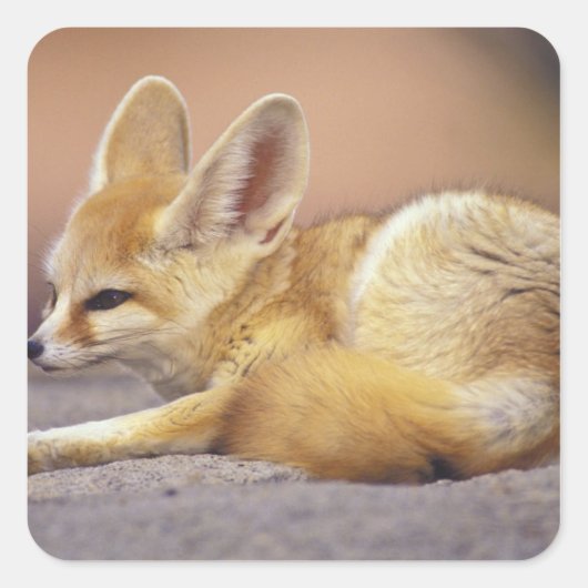 Nordafrika. Fennek (Fennecus zerda) Quadratischer Aufkleber (Vorderseite)
