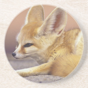 Nordafrika. Fennek (Fennecus zerda) Untersetzer
