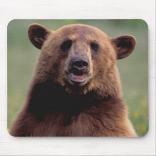 Nordamerika, Kalifornien, Zimt Bär Mousepad